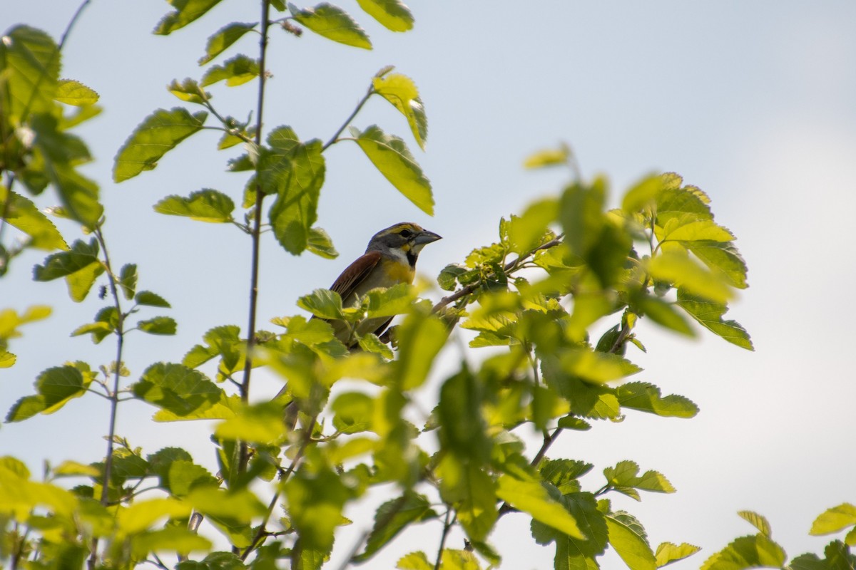 Dickcissel - ML637237286