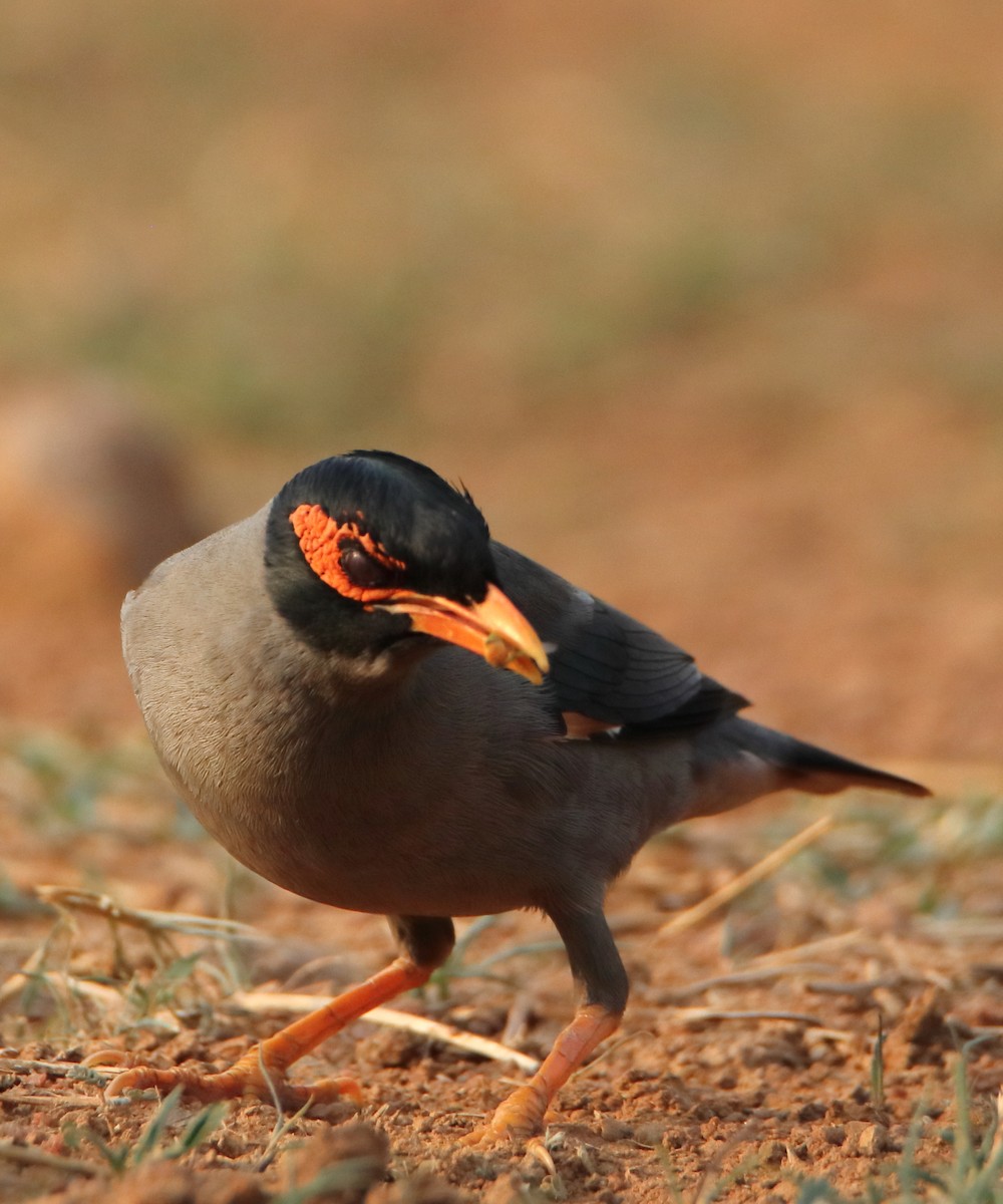 Bank Myna - ML637237340