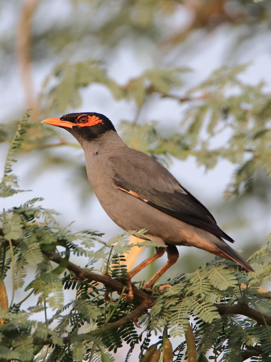 Bank Myna - ML637237342
