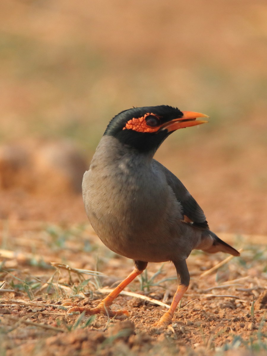 Bank Myna - ML637237343