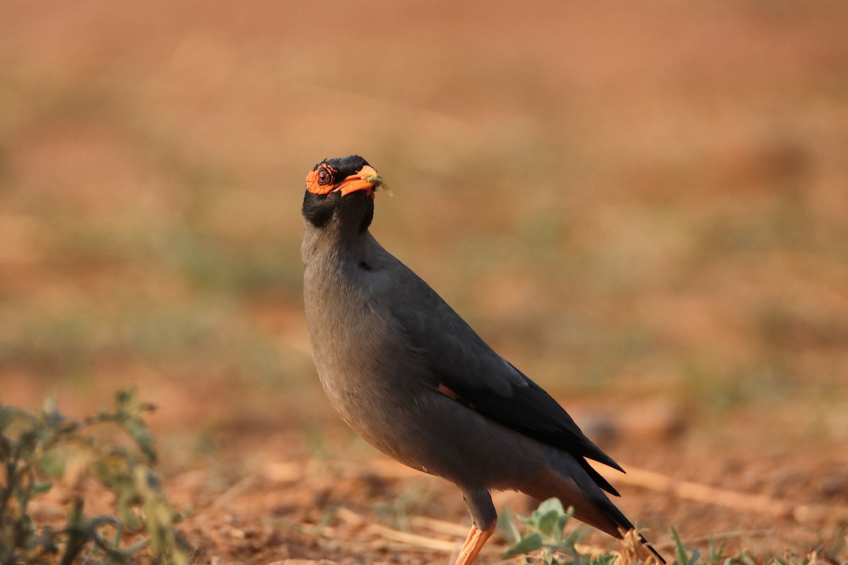 Bank Myna - ML637237344