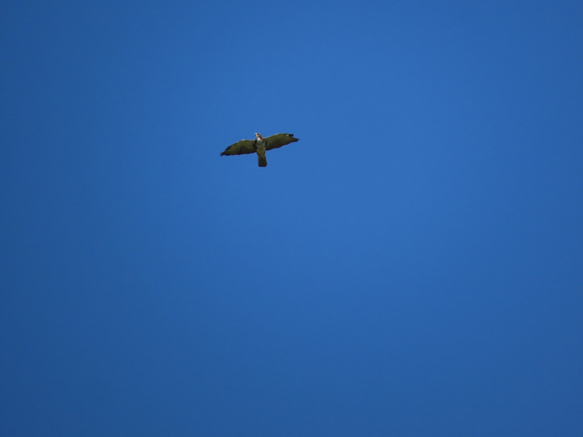 White-throated Hawk - ML637237347
