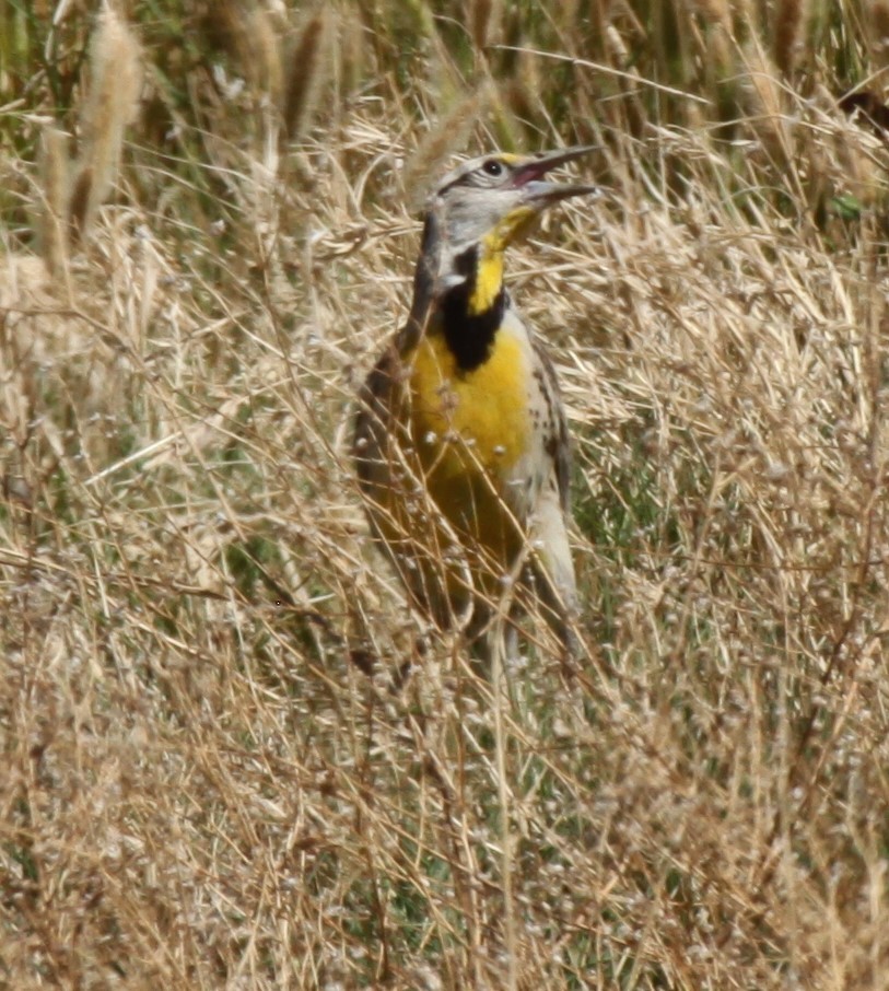 Chihuahuan Meadowlark - ML637237348