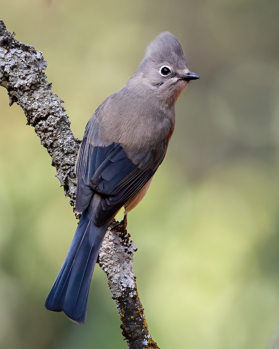 Gray Silky-flycatcher - ML637237372
