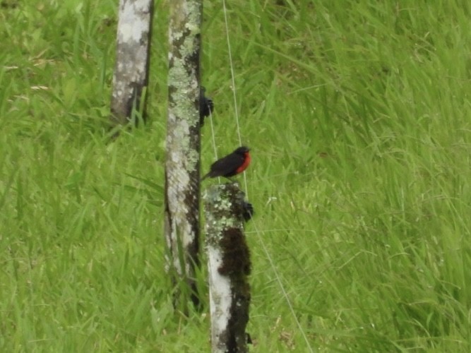 Red-breasted Meadowlark - ML637237380