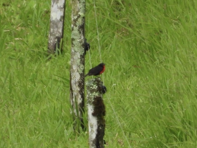 Red-breasted Meadowlark - ML637237381