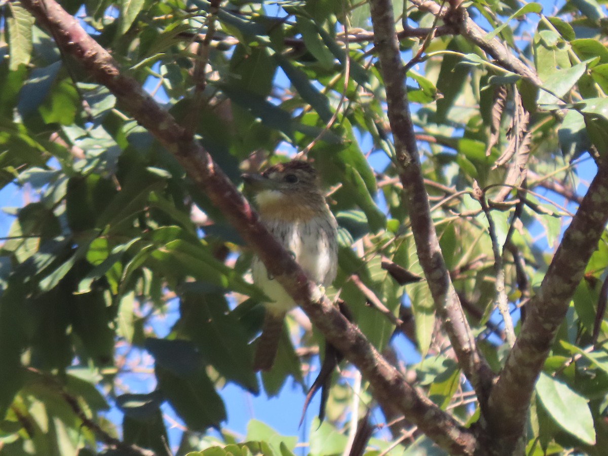 Western Striolated-Puffbird - ML637237389