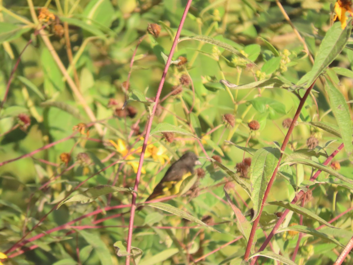 Yellow-bellied Siskin - ML637237418