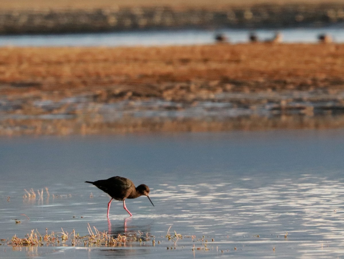 Black Stilt - ML637237662