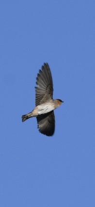 Cave Swallow - ML637237722