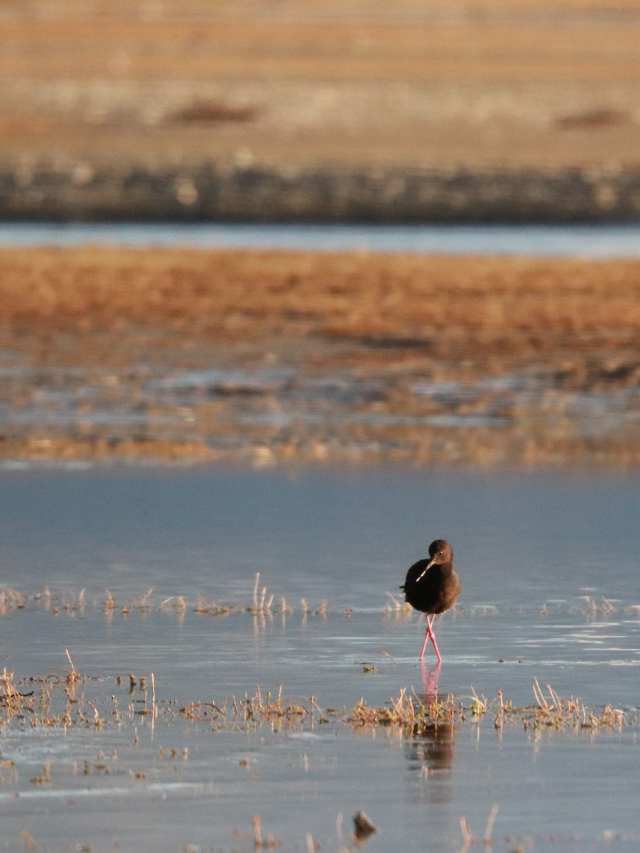 Black Stilt - ML637237733