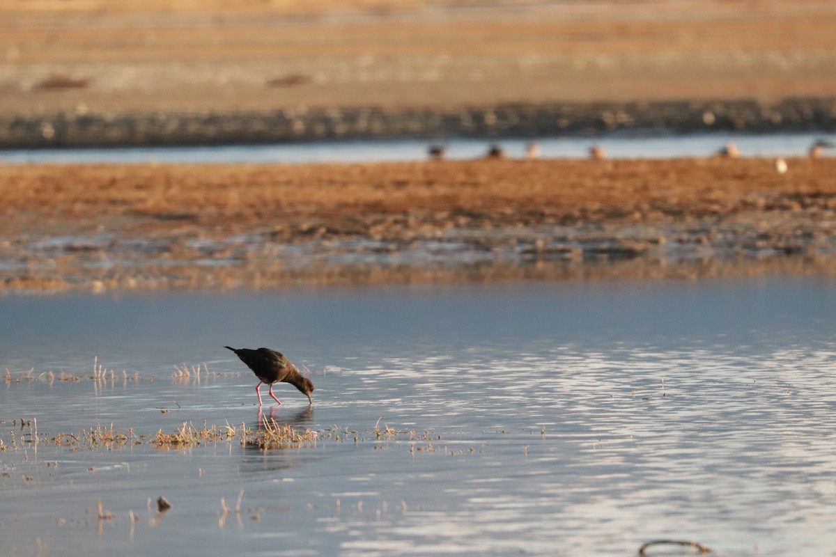 Black Stilt - ML637237734