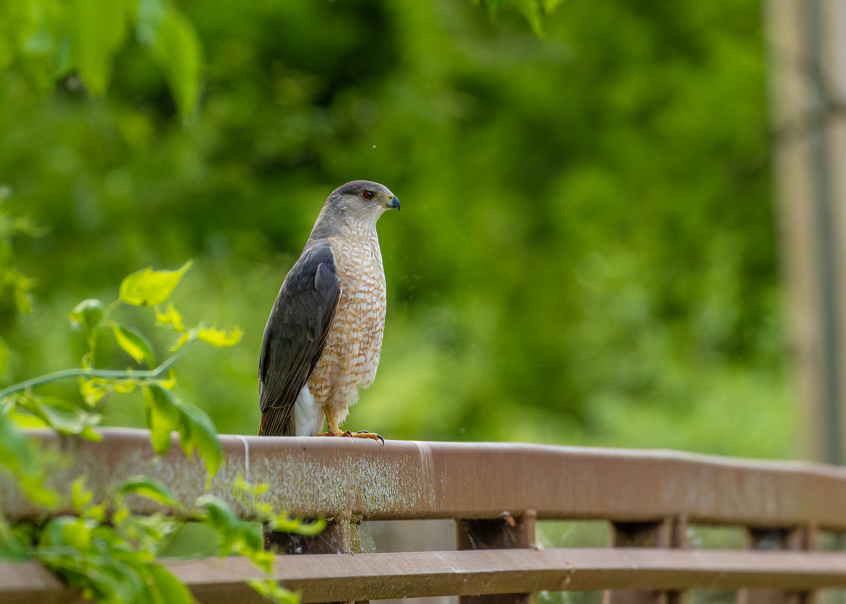 Cooper's Hawk - ML637237765