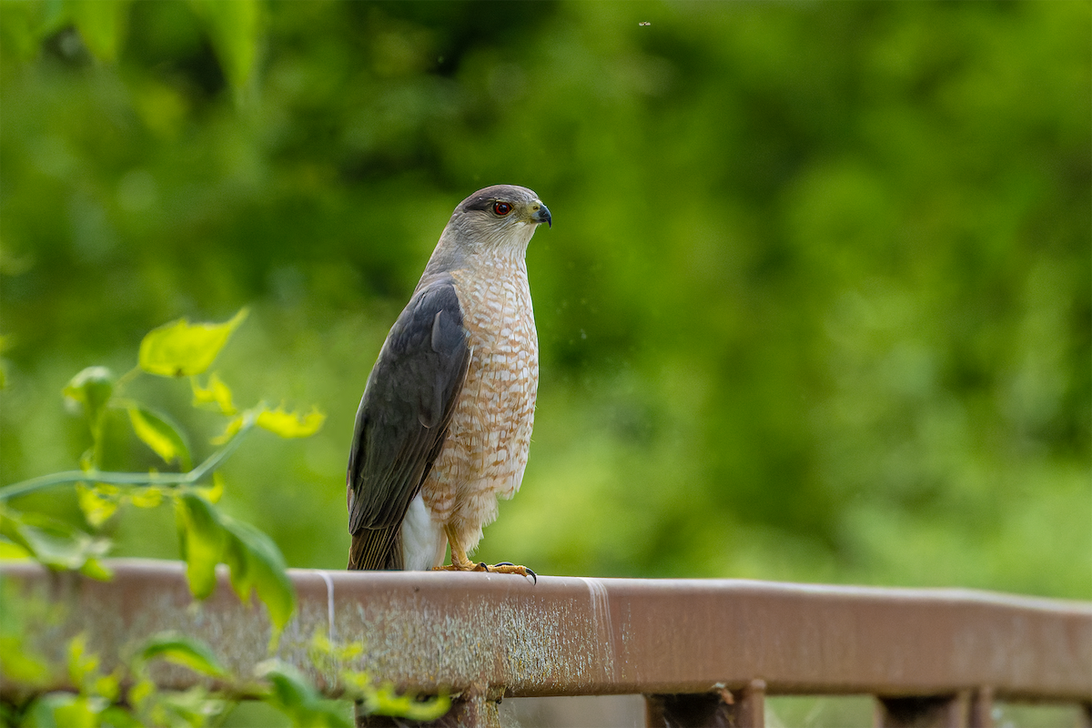 Cooper's Hawk - ML637237766