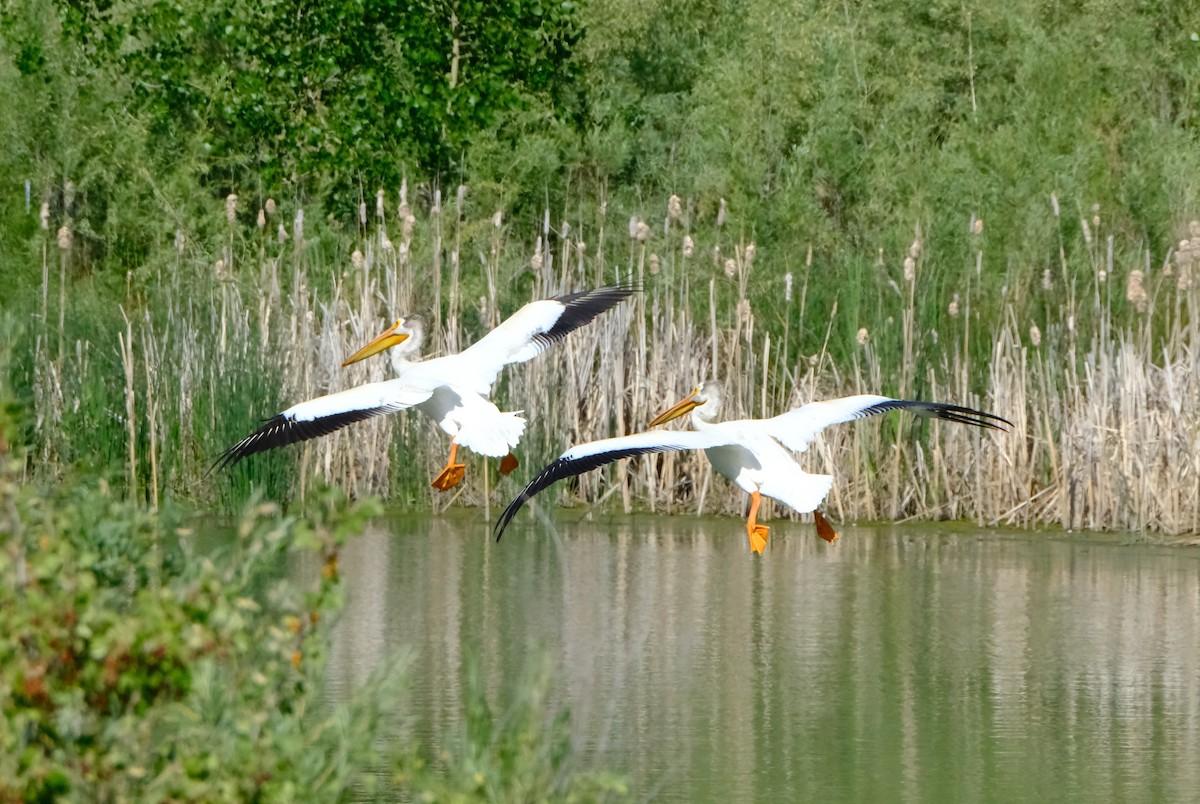 American White Pelican - ML637237789