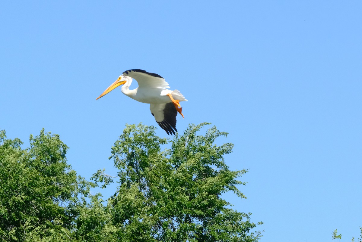 American White Pelican - ML637237790