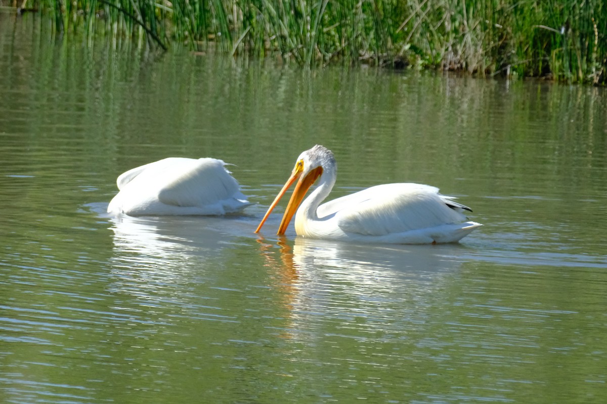 American White Pelican - ML637237791