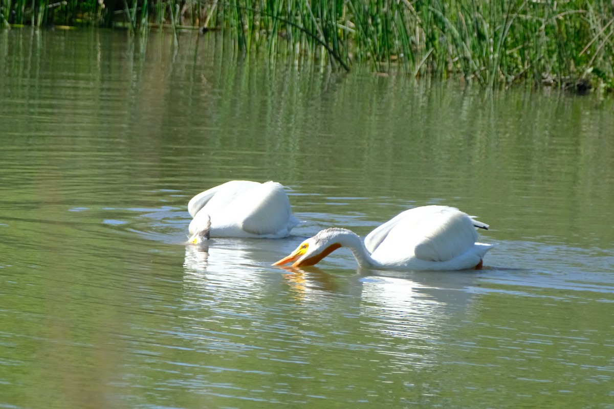 American White Pelican - ML637237792