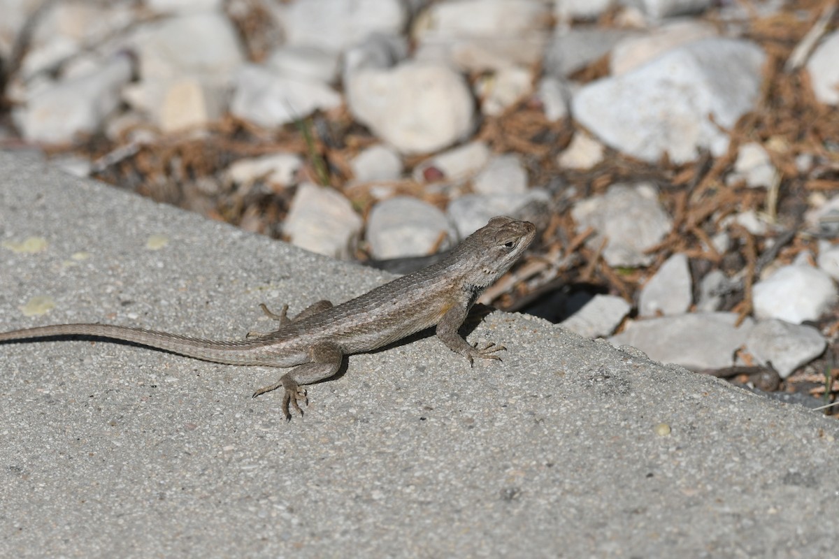 Animals - ML637237821