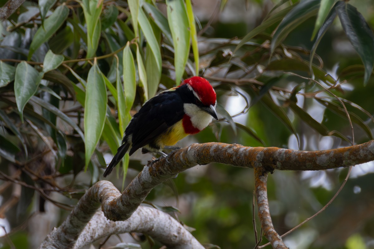 Scarlet-banded Barbet - ML637237989