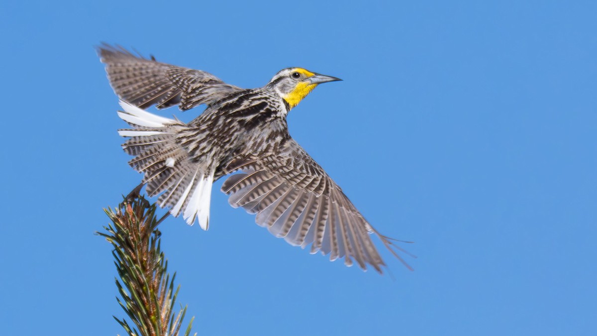 Western Meadowlark - ML637237995