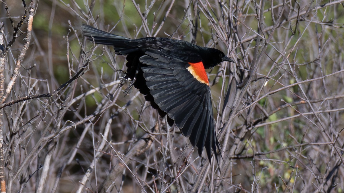 Red-winged Blackbird - ML637237999
