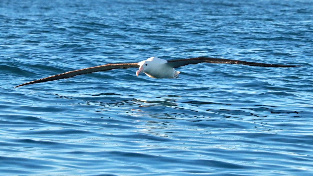 Northern Royal Albatross - ML637238001