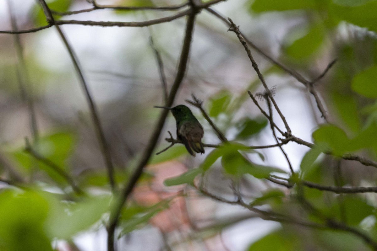 Berylline Hummingbird - ML637238023
