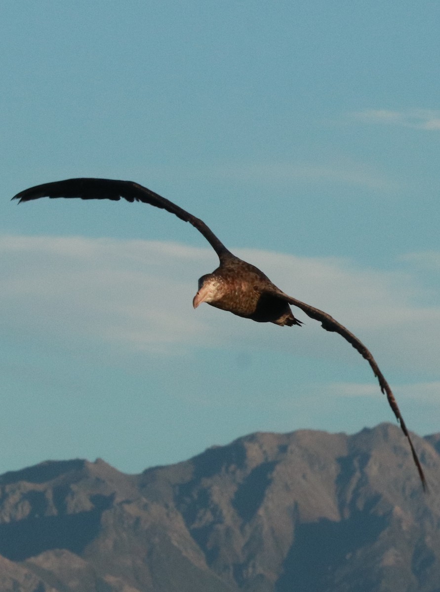 Northern Giant-Petrel - ML637238067