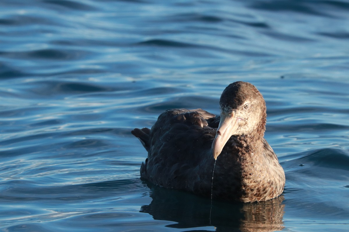 Northern Giant-Petrel - ML637238069
