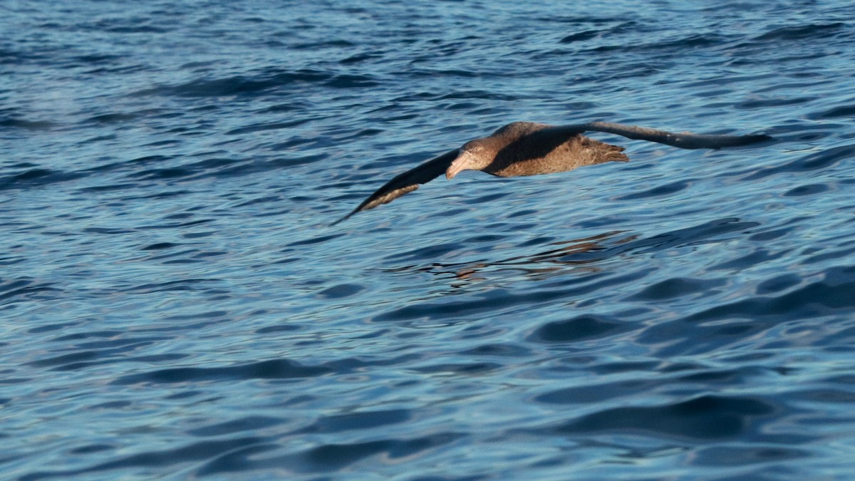Northern Giant-Petrel - ML637238070