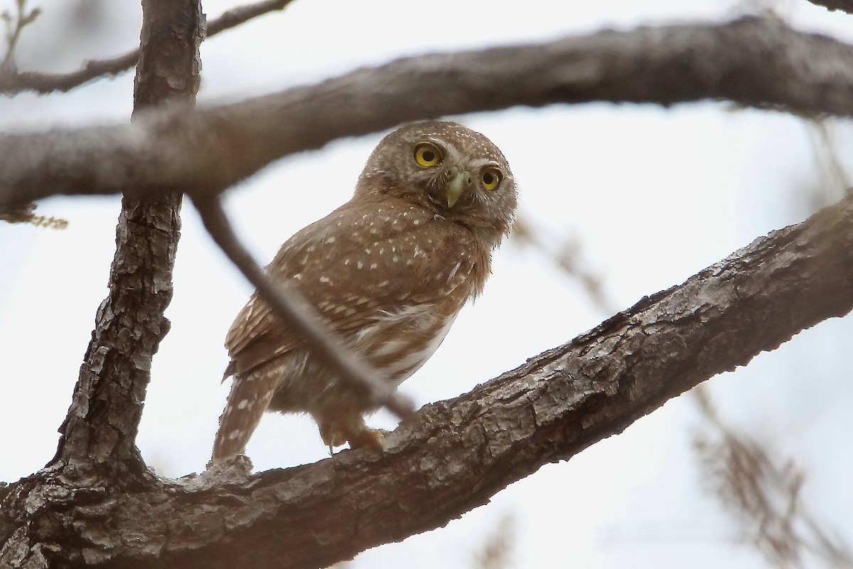 Colima Pygmy-Owl - ML637238072