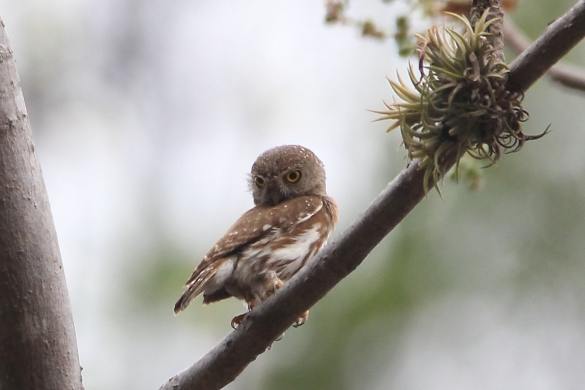 Colima Pygmy-Owl - ML637238074