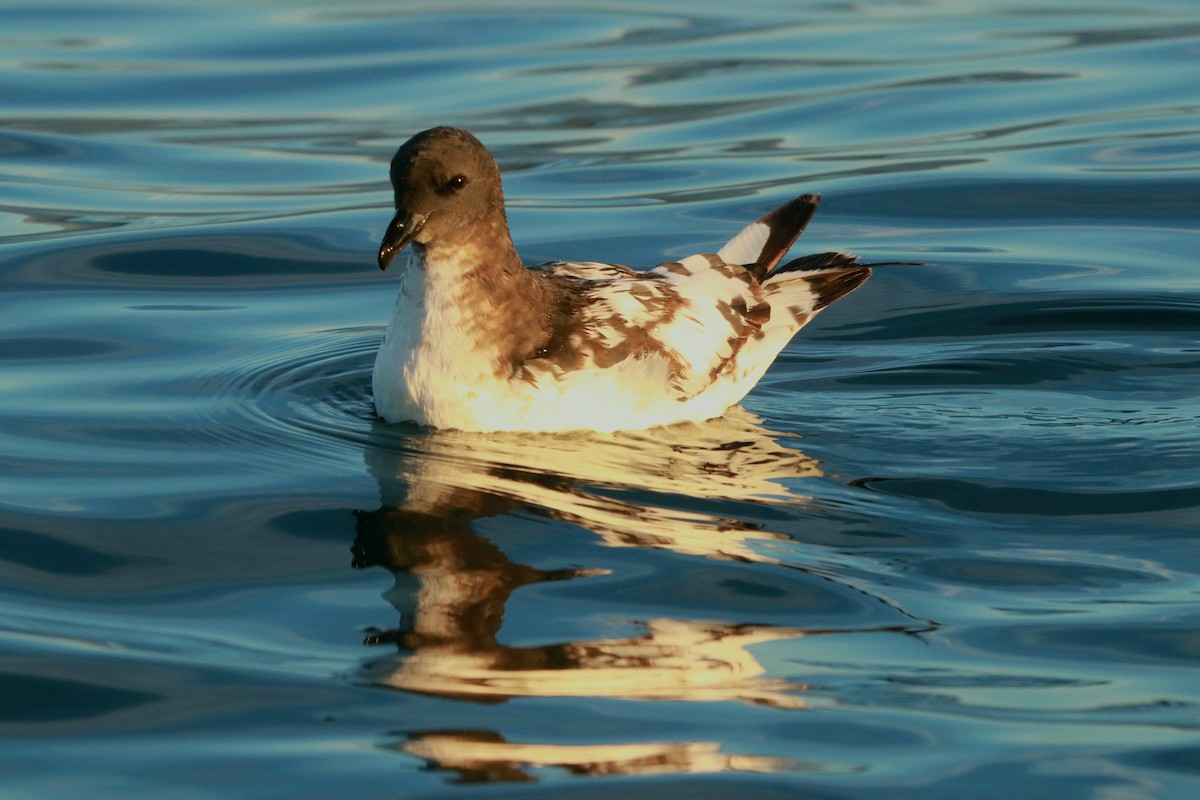 Pintado Petrel - ML637238084