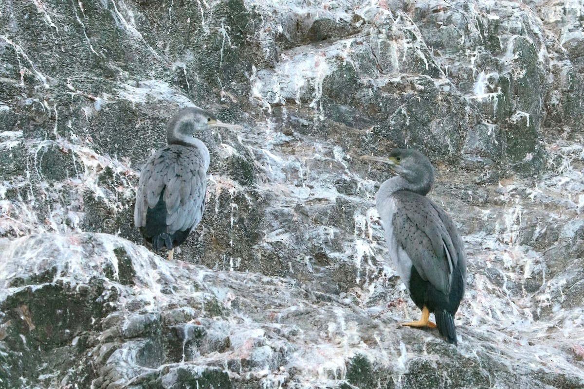 Spotted Shag - ML637238088