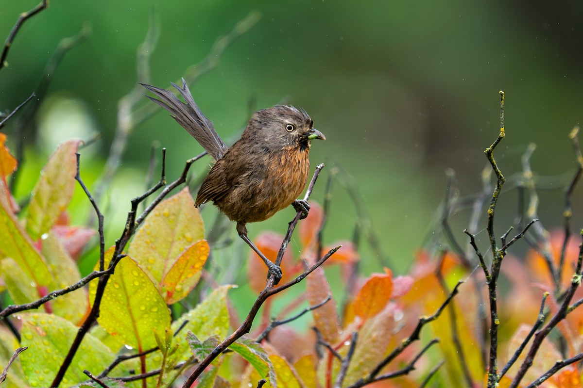 Wrentit - ML637238093