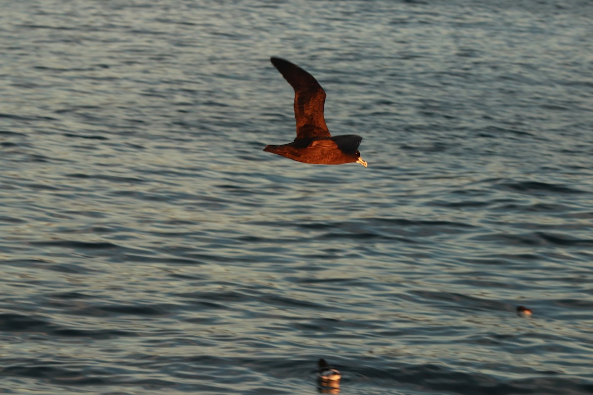 White-chinned Petrel - ML637238095