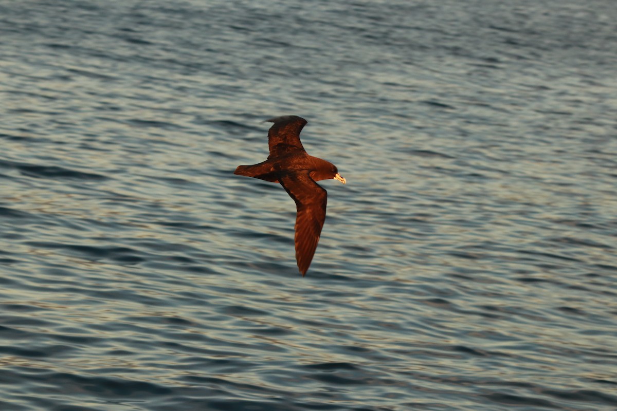 White-chinned Petrel - ML637238096
