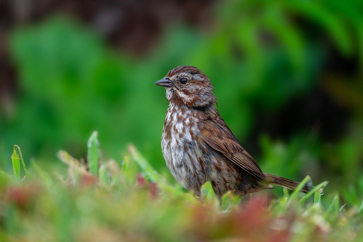 Song Sparrow - ML637238103