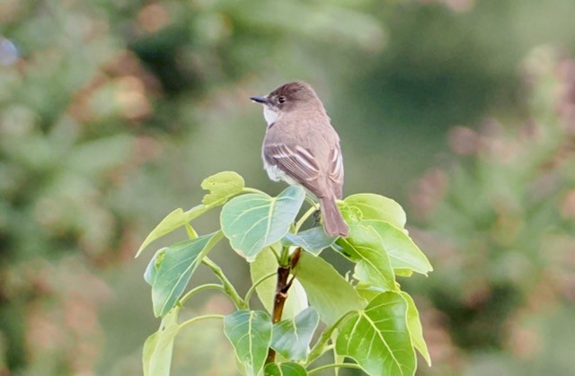 Eastern Phoebe - ML637238113