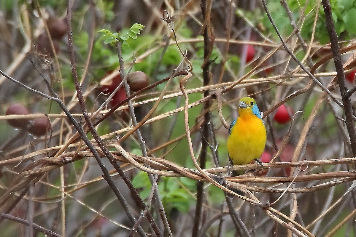 Orange-breasted Bunting - ML637238115
