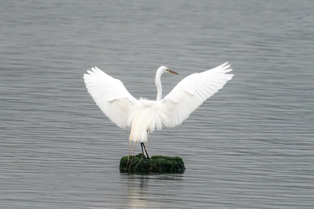 Great Egret - ML637238122