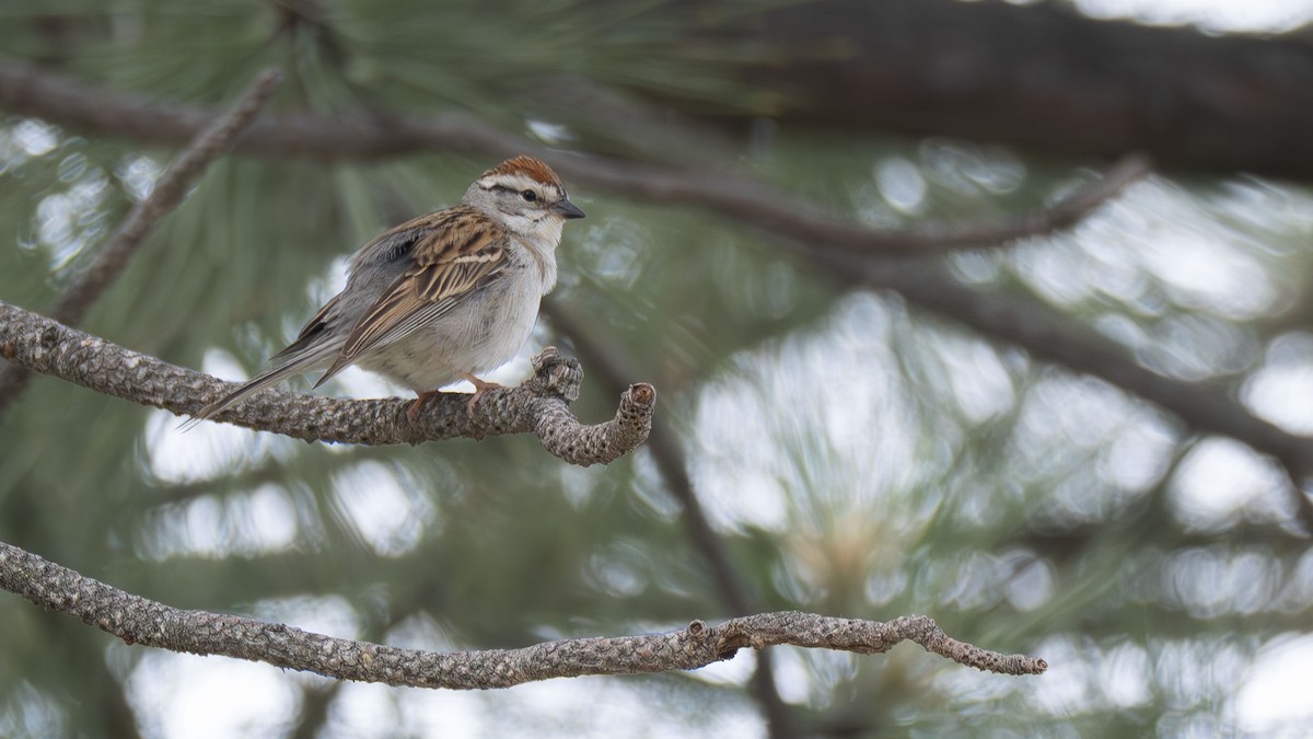 Chipping Sparrow - ML637238133
