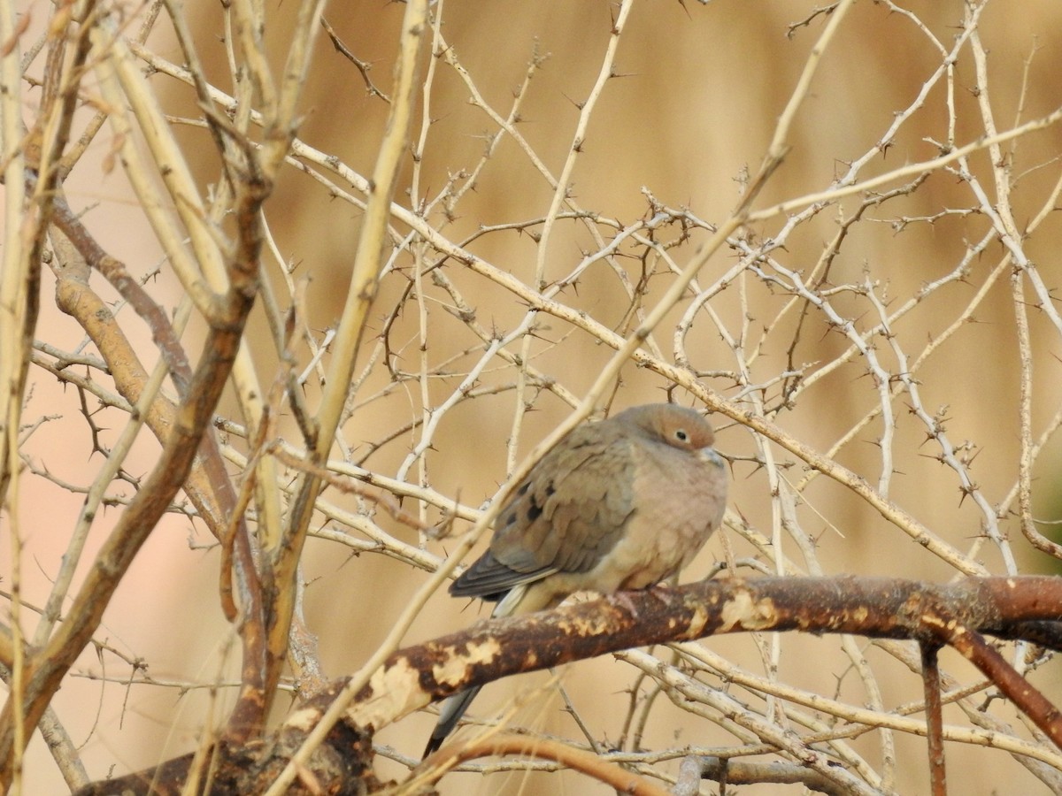 Mourning Dove - ML637238144