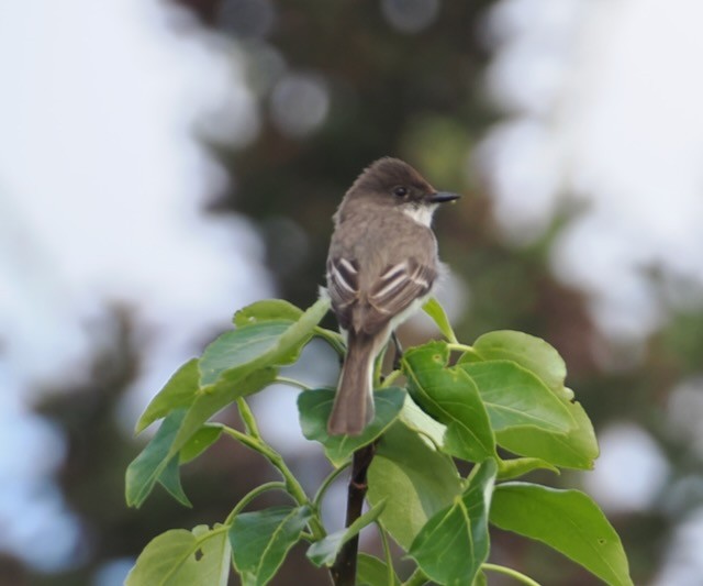 Eastern Phoebe - ML637238151