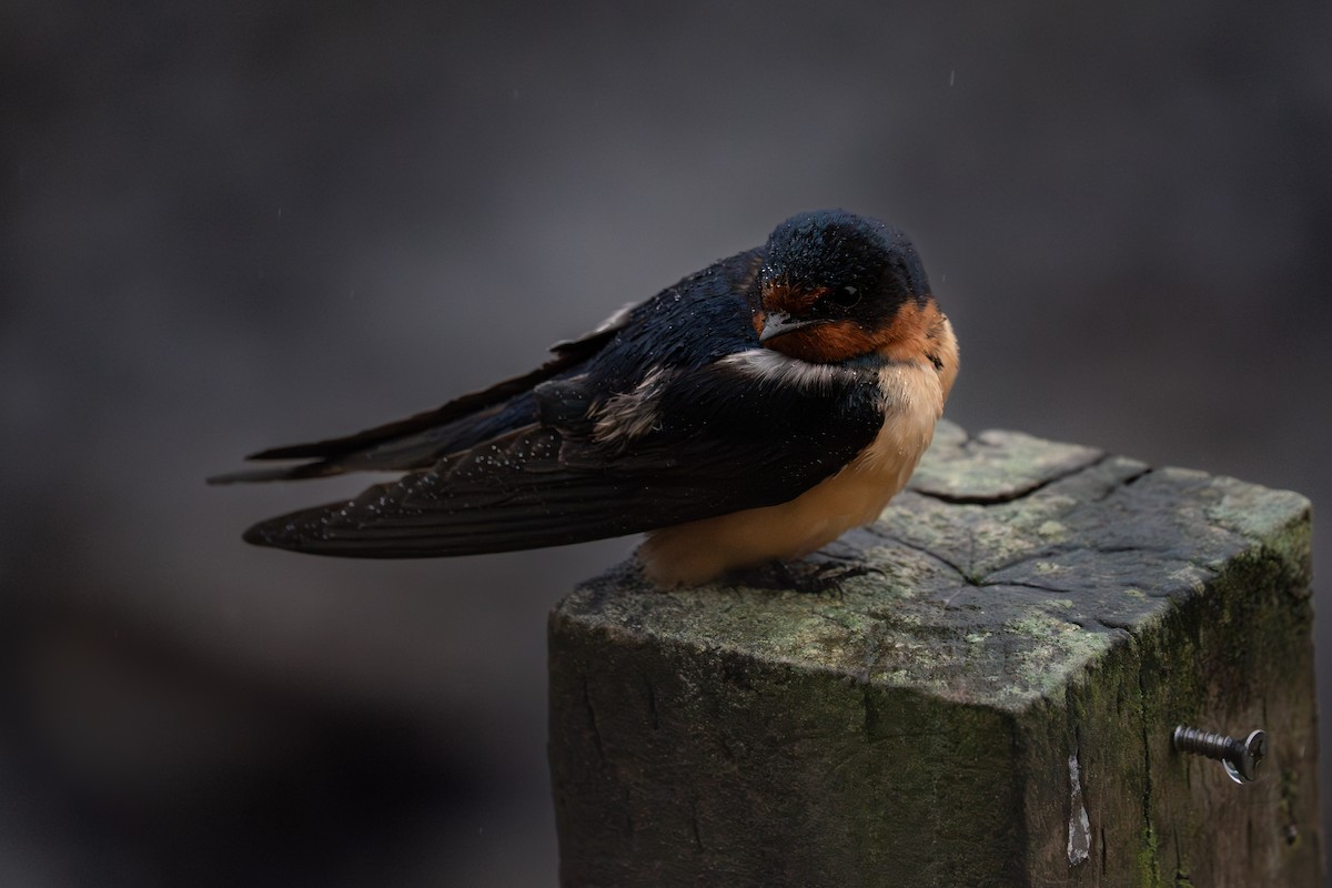 Barn Swallow - ML637238154
