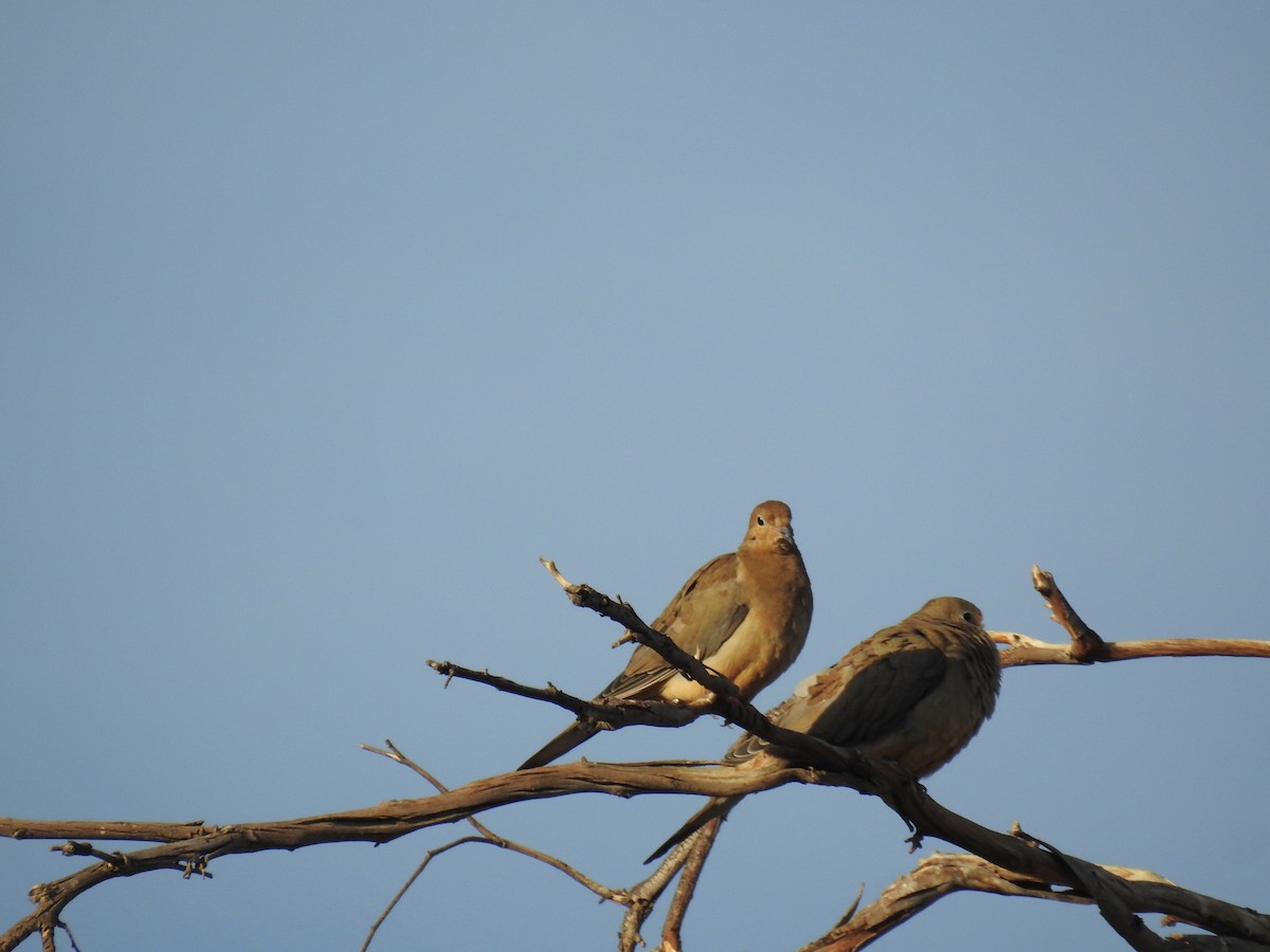 Mourning Dove - ML637238161