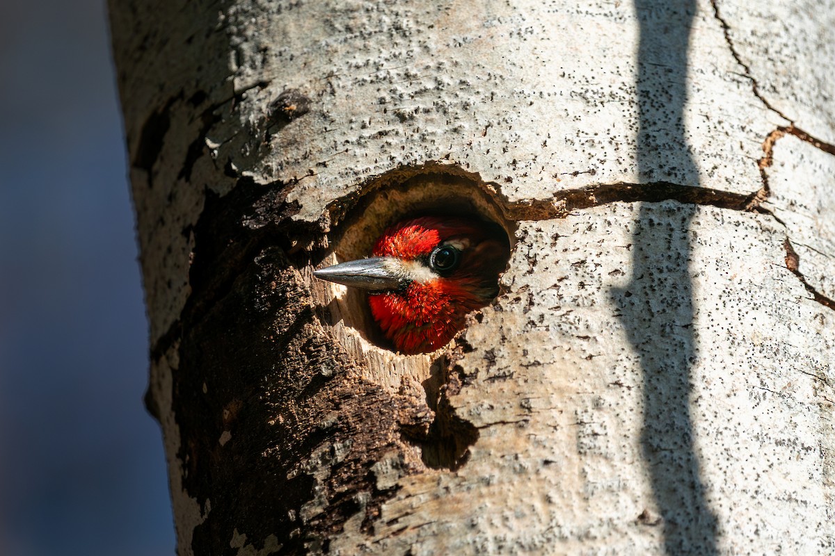 Red-breasted Sapsucker - ML637238177