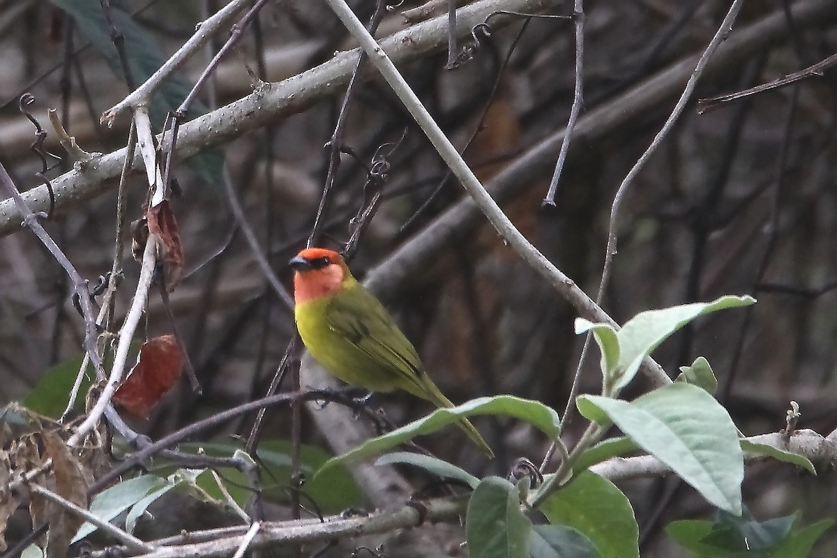Red-headed Tanager - ML637238178
