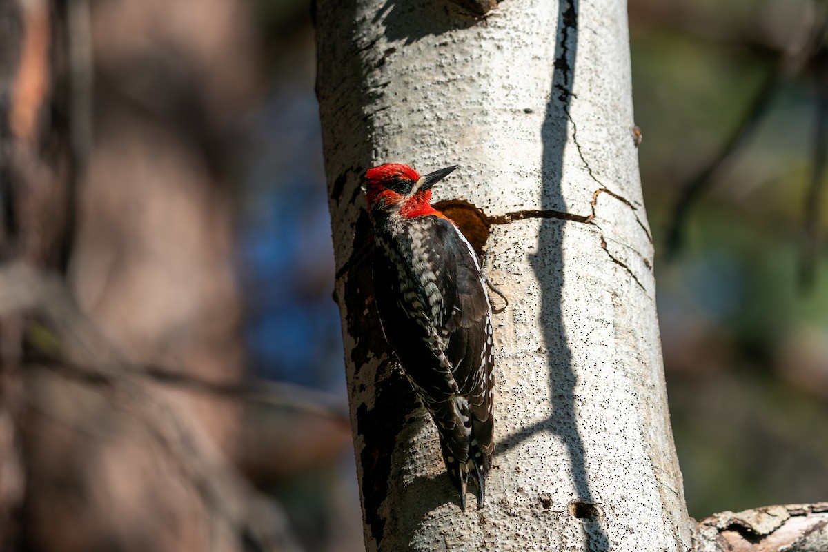 Red-breasted Sapsucker - ML637238185